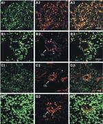 Connexin 32 Antibody in Immunohistochemistry (IHC)