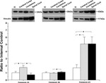 Connexin 32 Antibody in Western Blot (WB)