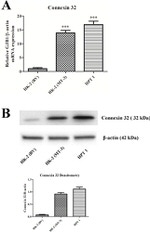 Connexin 32 Antibody in Western Blot (WB)