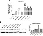 Connexin 32 Antibody in Western Blot (WB)