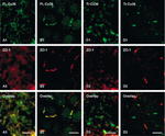 Connexin 36 Antibody in Immunohistochemistry (IHC)