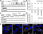 Connexin 43 Antibody in Immunohistochemistry (IHC)