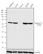 Connexin 43 Antibody in Western Blot (WB)