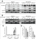 beta Catenin Antibody in Western Blot (WB)