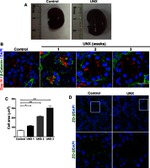 ZO-2 Antibody in Immunohistochemistry (IHC)