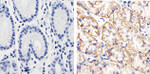 beta Catenin Antibody in Immunohistochemistry (Paraffin) (IHC (P))