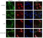 gamma Catenin Antibody in Immunocytochemistry (ICC/IF)