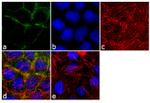 gamma Catenin Antibody in Immunocytochemistry (ICC/IF)