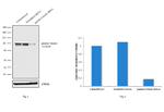 gamma Catenin Antibody in Western Blot (WB)