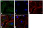 ERK1 Antibody in Immunocytochemistry (ICC/IF)