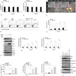 Bcl-2 Antibody in Western Blot (WB)