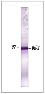 Bcl-2 Antibody in Western Blot (WB)