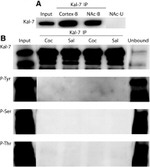 Phosphothreonine Antibody in Immunoprecipitation (IP)