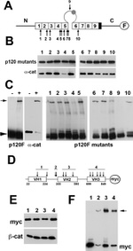 alpha Catenin Antibody in Western Blot (WB)