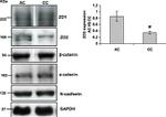 alpha Catenin Antibody in Western Blot (WB)