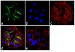 alpha Catenin Antibody in Immunocytochemistry (ICC/IF)