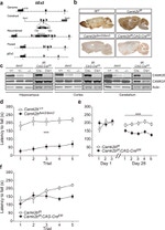 CaMKII beta Antibody in Western Blot (WB)