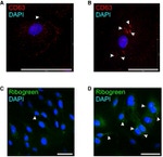 TLR4/MD-2 Complex Antibody in Immunohistochemistry (IHC)