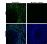 CD8a Antibody in Immunohistochemistry (Paraffin) (IHC (P))