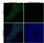 CD8a Antibody in Immunohistochemistry (Paraffin) (IHC (P))