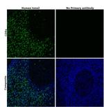 CD8a Antibody in Immunohistochemistry (Paraffin) (IHC (P))