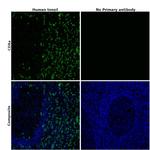 CD8a Antibody in Immunohistochemistry (Paraffin) (IHC (P))