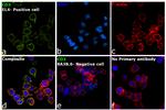 CD3 Antibody in Immunocytochemistry (ICC/IF)