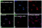 CD3 Antibody