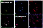 CD3 Antibody in Immunocytochemistry (ICC/IF)