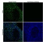 CD8a Antibody in Immunohistochemistry (Paraffin) (IHC (P))