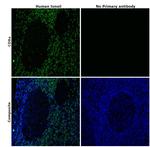 CD8a Antibody in Immunohistochemistry (Paraffin) (IHC (P))