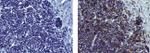 CD8a Antibody in Immunohistochemistry (Paraffin) (IHC (P))