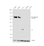 CD10 Antibody in Western Blot (WB)