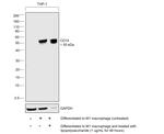 CD14 Antibody in Western Blot (WB)