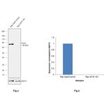 CD19 Antibody in Western Blot (WB)