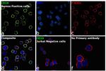 CD19 Antibody in Immunocytochemistry (ICC/IF)