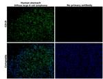 CD19 Antibody in Immunohistochemistry (Paraffin) (IHC (P))