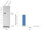 CD11b Antibody