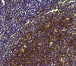 CD11b Antibody in Immunohistochemistry (Paraffin) (IHC (P))