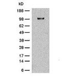 CD29 (Integrin beta 1) Antibody in Western Blot (WB)