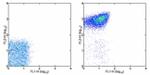 CD41a Antibody in Flow Cytometry (Flow)