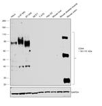 CD44 Antibody