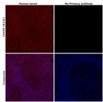 CD45R (B220) Antibody in Immunohistochemistry (Paraffin) (IHC (P))