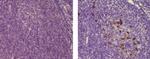 CD57 Antibody in Immunohistochemistry (Paraffin) (IHC (P))