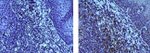 CD74 Antibody in Immunohistochemistry (Paraffin) (IHC (P))