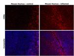 CD8a Antibody