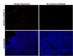 CD107a (LAMP-1) Antibody in Immunohistochemistry (Paraffin) (IHC (P))