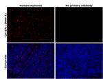 CD107a (LAMP-1) Antibody in Immunohistochemistry (Paraffin) (IHC (P))