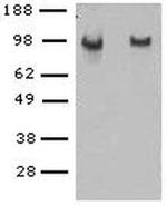 CD144 (VE-cadherin) Antibody in Western Blot (WB)