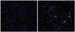 CD163 Antibody in Immunohistochemistry (Frozen) (IHC (F))